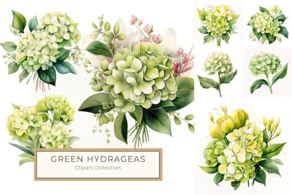 Download Lush Green and Yellow Hydrangea Clipart - Premium Resources